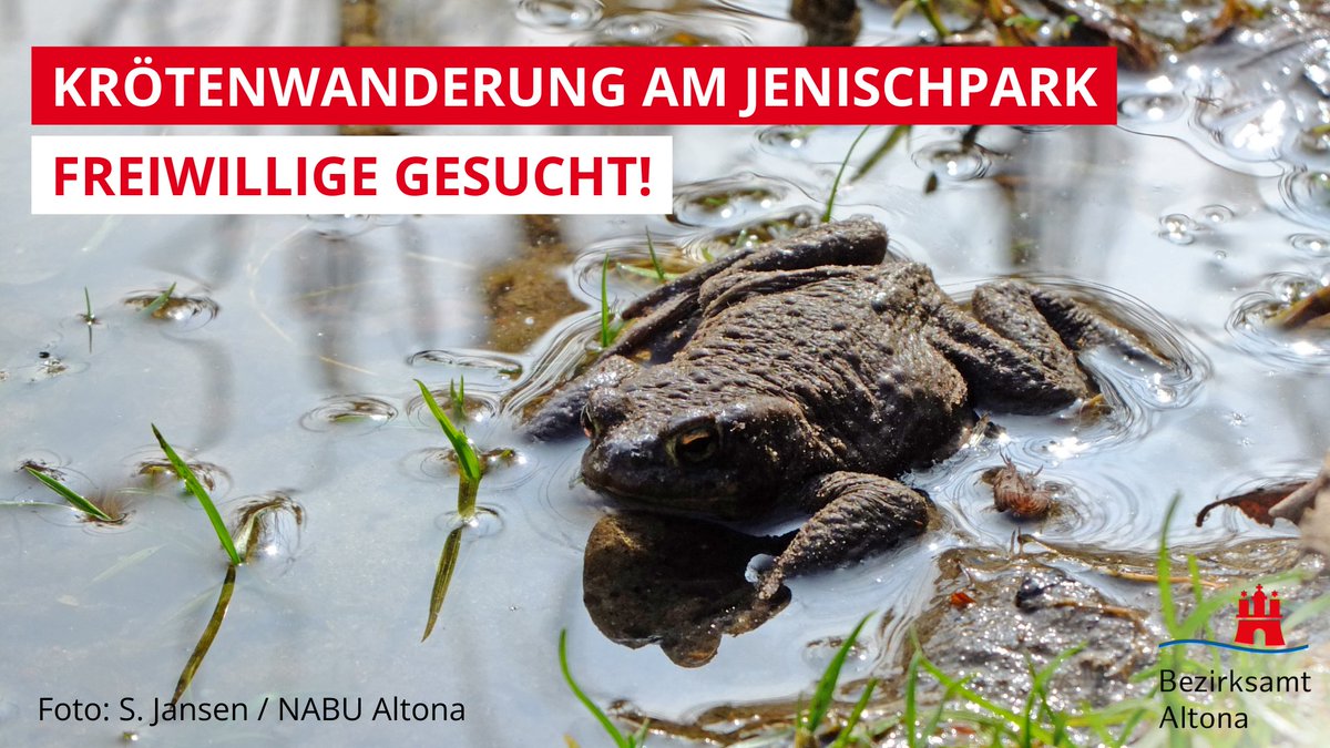 BA_Altona's tweet photo. Für die #Krötenwanderung von März bis April suchen wir mit dem NABU Altona für den Amphibienzaun am #Jenischpark noch Freiwillige, die dabei helfen, Kröten und Frösche sicher auf die andere Seite der Holztwiete zu ihrem Laichgewässer zu bringen. 🐸💚

ℹ️ https://t.co/cht6td3VtJ https://t.co/5HkcpD9JF4