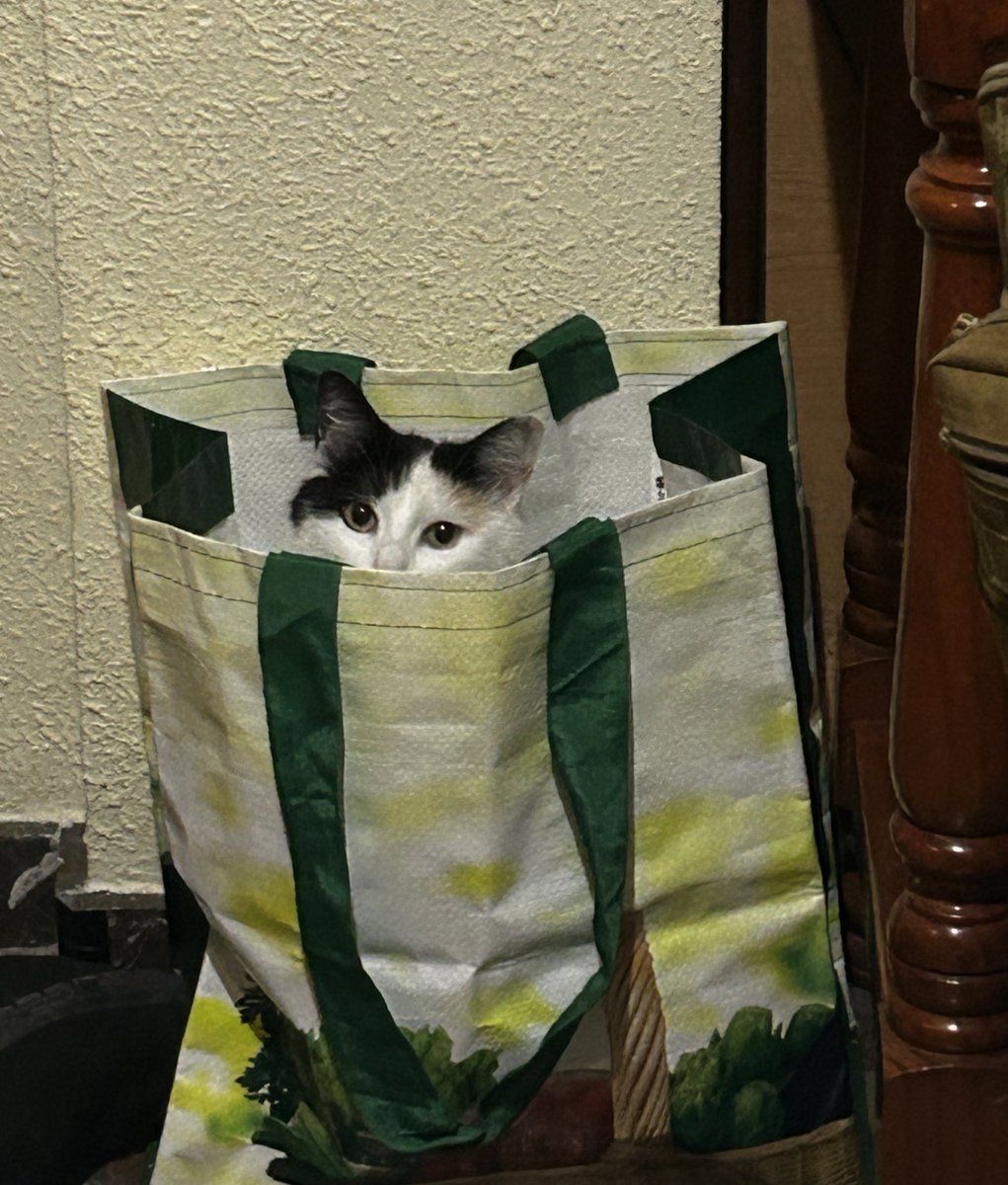 LoreeV28's tweet photo. Obsesionada con las bolsas 🤣😸🛍️ https://t.co/aaQXANJk93