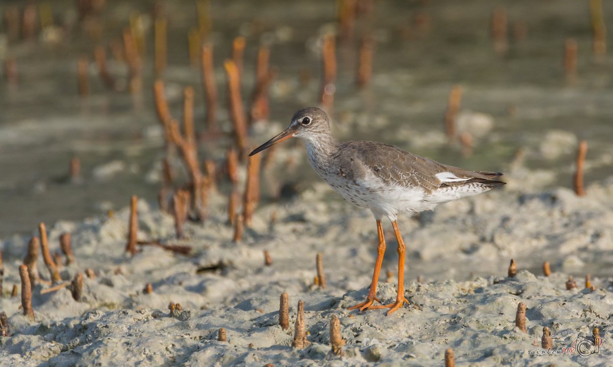 judevincy's tweet photo. @FrostyVeldskoen Common Redshank
#WaderWednesday https://t.co/uSPE4rKIcI