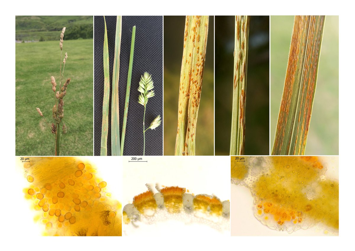 PretoriusZak's tweet photo. #Rust on #Dactylis glomerata collected at Golden Gate National Park, Free State, ZA. Thanks @LandbouLisa for spotting this. https://t.co/JkHoEmHW0k