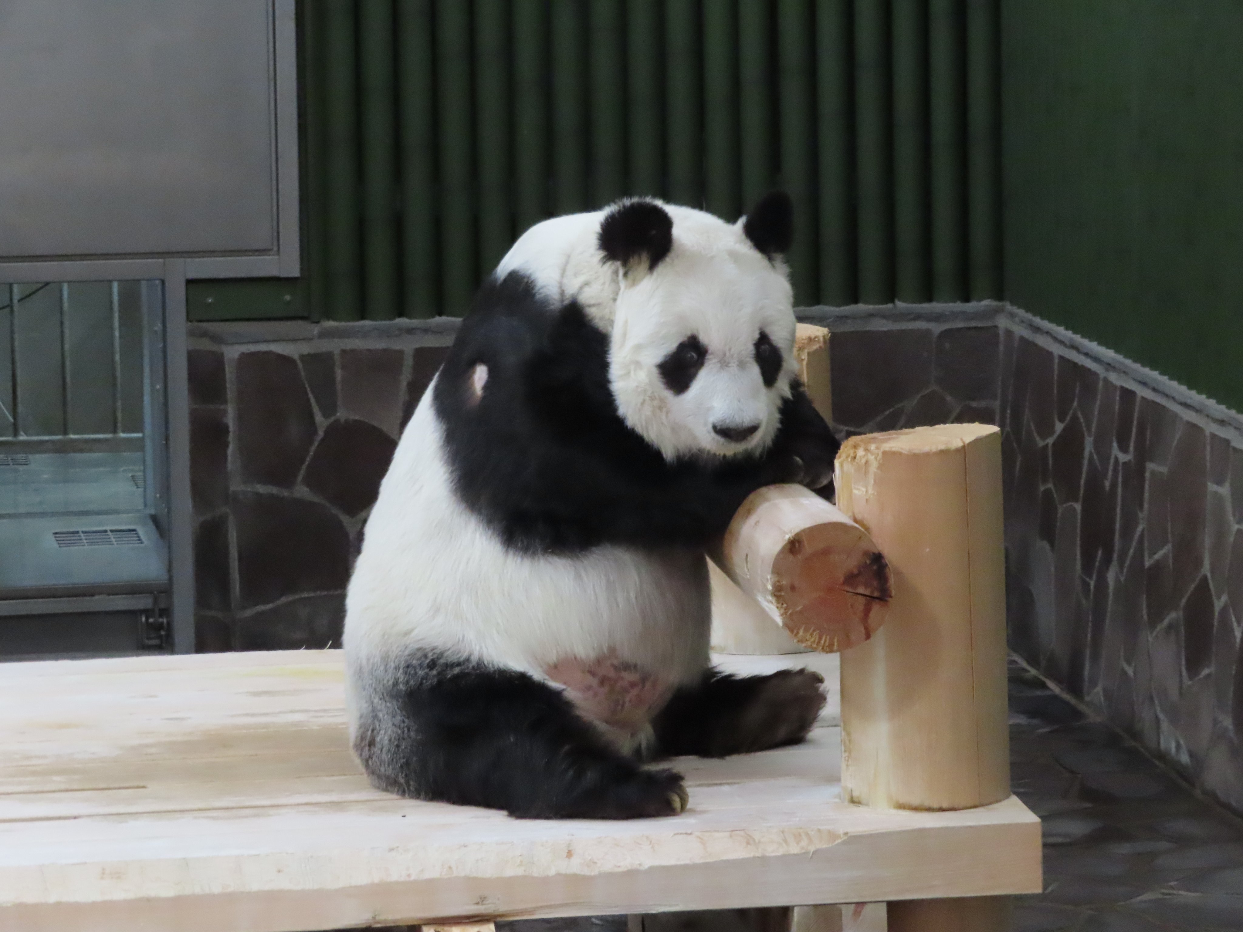 神戸市立王子動物園（公式） on X: 