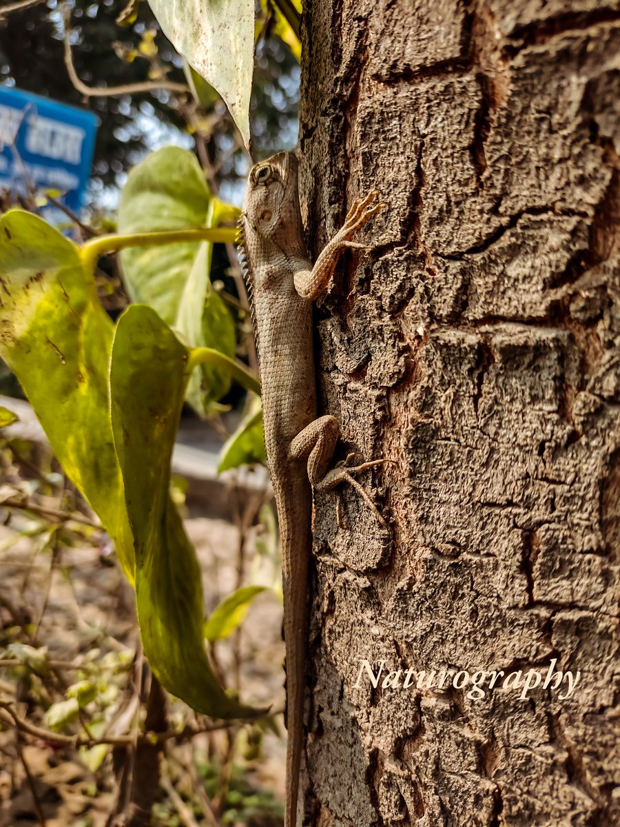 Naturographyx's tweet photo. Native Indian Chameleon . #Chameleon #naturography #native #nature #NaturePhotography #MrBeast https://t.co/lfRNWtbI9A