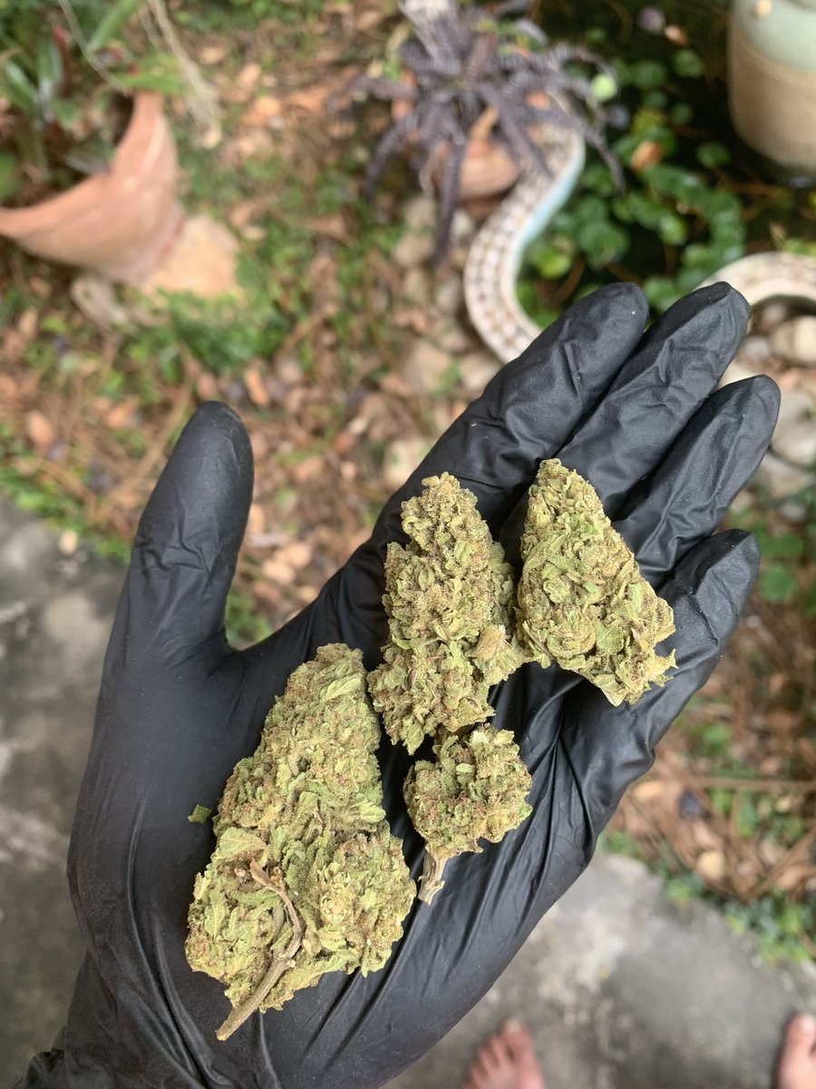 hewweeds's tweet photo. Blue Dream 🛌 (Evap) 1g40 10+35 บริการปลายทางชนมือนครปฐมติดต่ไลน์https://t.co/XwdO1f5B5I หรือDmได้เลยครับ #นครปฐม #นครปฐมนัดเย็ด #นครปฐมร��บงาน #นครปฐมในเมือง #ศาลายา #กำแพงแสน #ศิลปากร #มหิดล #นครชัยศรี #ดอนตูม #สามพราน #บางเลน #FWBนครปฐม #ONSนครปฐม #ตัวเมืองนครปฐม https://t.co/6TMMptDHyp