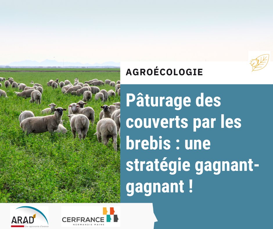 [A redécouvrir] Pâturage des couverts par des brebis : impacts agronomiques et zootechniques ☘️🐏

Retour sur les principaux résultats du projet POSCIF
Pour en savoir plus : 
➡️normandiemaine.cerfrance.fr/arad2/paturage…

#agronomie #agroecologie #pâturage