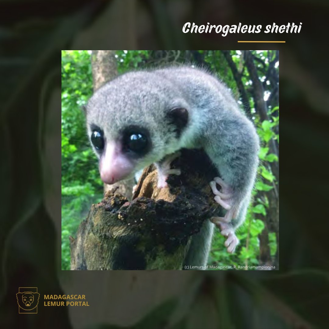 LemursPortal's tweet photo. 𝑪𝙝𝒆𝙞𝒓𝙤𝒈𝙖𝒍𝙚𝒖𝙨 𝙨𝒉𝙚𝒕𝙝𝒊, discovered in 2016 and named in honor of researcher Brian Shet. Measuring between 16.5 and 17.5 cm and weighing from 101 to 125 g in adulthood. https://t.co/D4vhPaFbu3