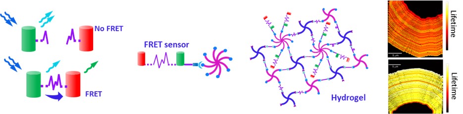 Eileen Gentleman Lab (@gentlemanlab) on Twitter photo Check out our paper in Adv Func Mater @AdvSciNews ππ₯³We put a FRET sensor of MMP activity into PEG hydrogels & used fluorescence lifetime imaging to monitor MMP activity around cells. We show real-time MMP activity without genetically modifying cells. π§΅πonlinelibrary.wiley.com/doi/10.1002/adβ¦ Check out our paper in Adv Func Mater @AdvSciNews ππ₯³We put a FRET sensor of MMP activity into PEG hydrogels & used fluorescence lifetime imaging to monitor MMP activity around cells. We show real-time MMP activity without genetically modifying cells. π§΅πonlinelibrary.wiley.com/doi/10.1002/adβ¦