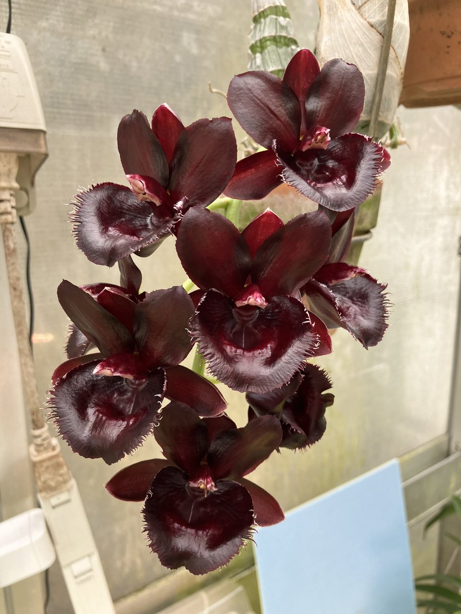 Fdk.Enter Light 2種が咲きました。 雰囲気が全く違う色彩です。 (Ctsm.pileatum f.albam x Fdk.After Dark 'S.V.O. Black Pearl') #orchids #蘭 #ご蘭なさい