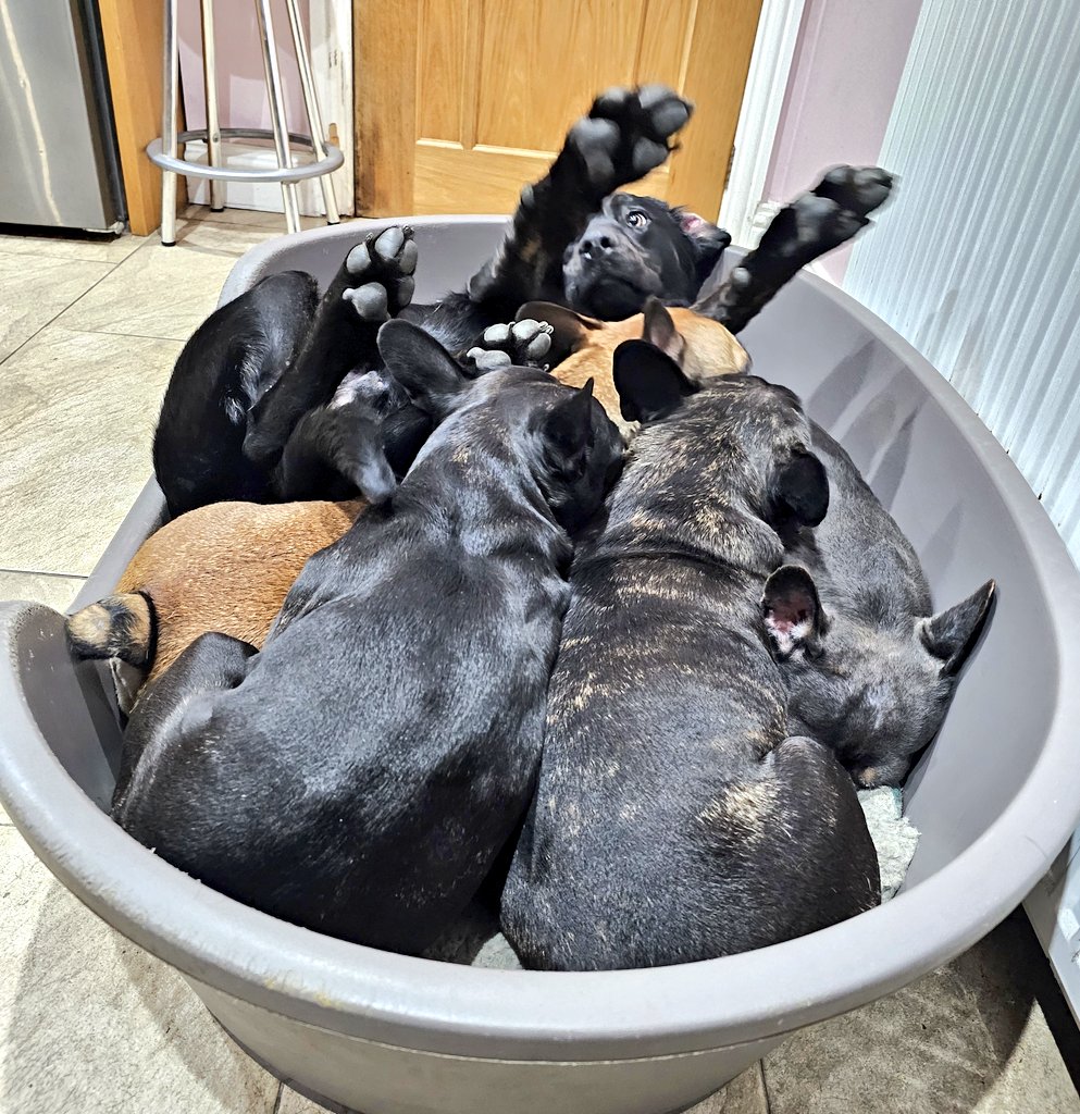 MOM🇺🇸 tweet media