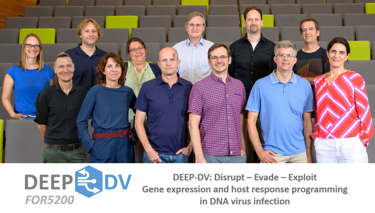 DEEP-DV FOR5200 (@_deep_dv) on Twitter photo Die DFG-Forschungsgruppe FOR5200 <a href="/_DEEP_DV/">DEEP-DV FOR5200</a> erforscht Mechanismen, die zu einer chronischen DNA-Virus-Infektion führen. Im Fokus stehen dabei klinisch relevante DNA-Viren: #Adenoviren, #Polyomaviren und #Herpesviren.
#VirologieStelltSichVor <a href="/dfg_public/">DFG public | @dfg_public@wisskomm.social</a> <a href="/GesVirologie/">GfV - Gesellschaft für Virologie</a> Die DFG-Forschungsgruppe FOR5200 <a href="/_DEEP_DV/">DEEP-DV FOR5200</a> erforscht Mechanismen, die zu einer chronischen DNA-Virus-Infektion führen. Im Fokus stehen dabei klinisch relevante DNA-Viren: #Adenoviren, #Polyomaviren und #Herpesviren.
#VirologieStelltSichVor <a href="/dfg_public/">DFG public | @dfg_public@wisskomm.social</a> <a href="/GesVirologie/">GfV - Gesellschaft für Virologie</a>