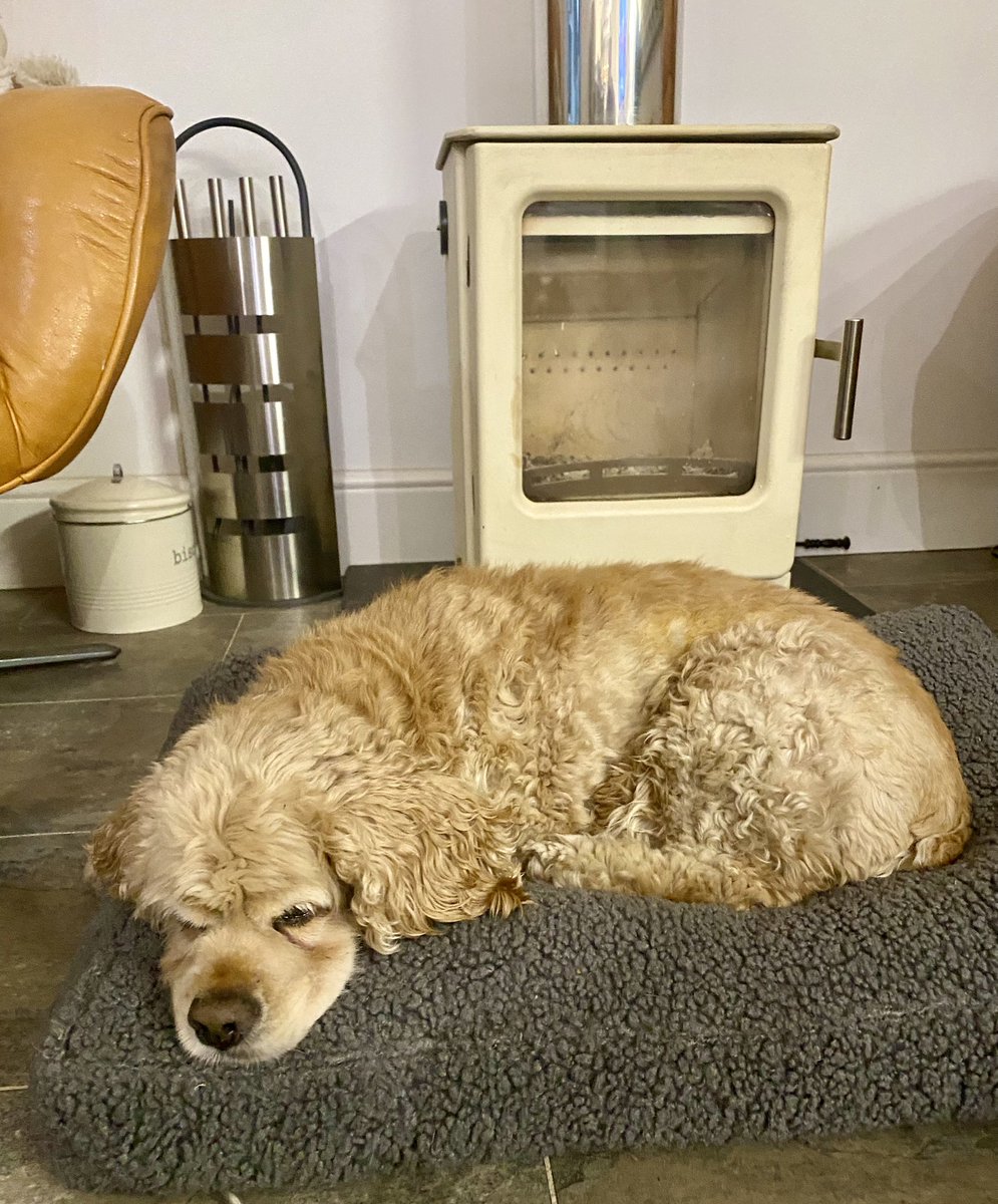 SpanielsSuper's tweet photo. What are you doing Isky?
Hoping mum!
Hoping?
Yes mum!
What are you hoping for?
I’m hoping you’re going to light my fire 🔥
Whose fire Isky?
*Sigh* Everyone’s fire mum 🙄
Later Isky it’s too early
Why mum?
When we get back from our walk
* huge sigh* 😔
#NotFair
#ImSoCold https://t.co/jcsEM2AXJd