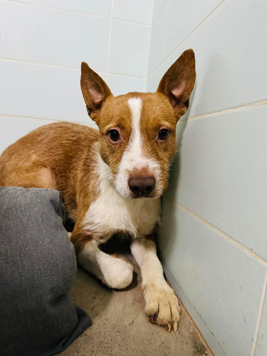 We named him Taco ❤️ and he’s feeling a bit better this morning ❤️