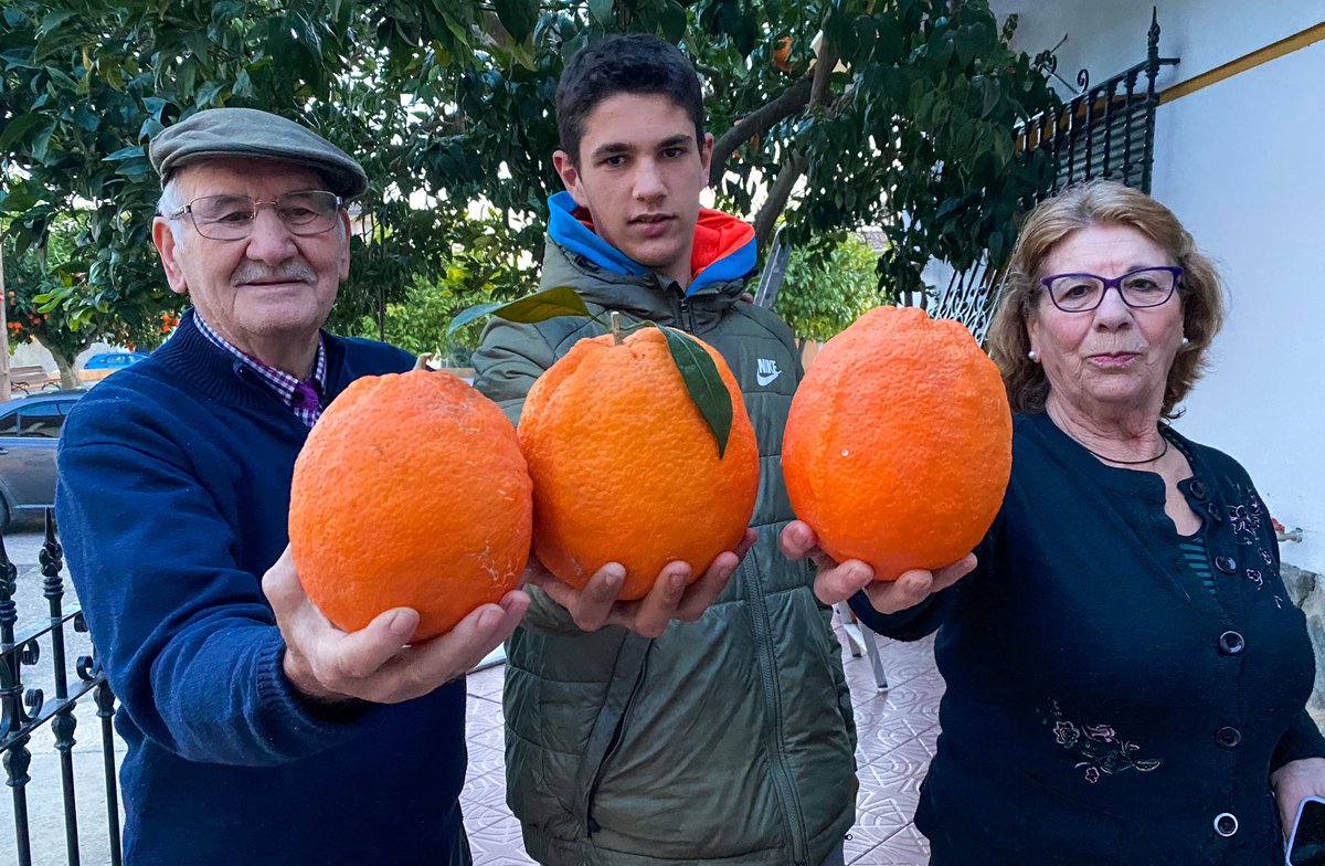 jomez35's tweet photo. No sé si os dije que ayer estuvimos grabando naranjas de a kilo en #Ceclavin impresionante!!! https://t.co/lxSum6dEfw