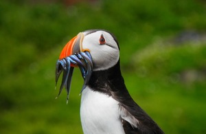 Significant announcements from <a href="/DefraGovUK/">Defra UK</a> today as both #sandeel fishing in the North Sea &amp; bottom #trawling in 13 Marine Protected Areas are banned 
gov.uk/government/new… #conservation #MPAs 🐟 🪸