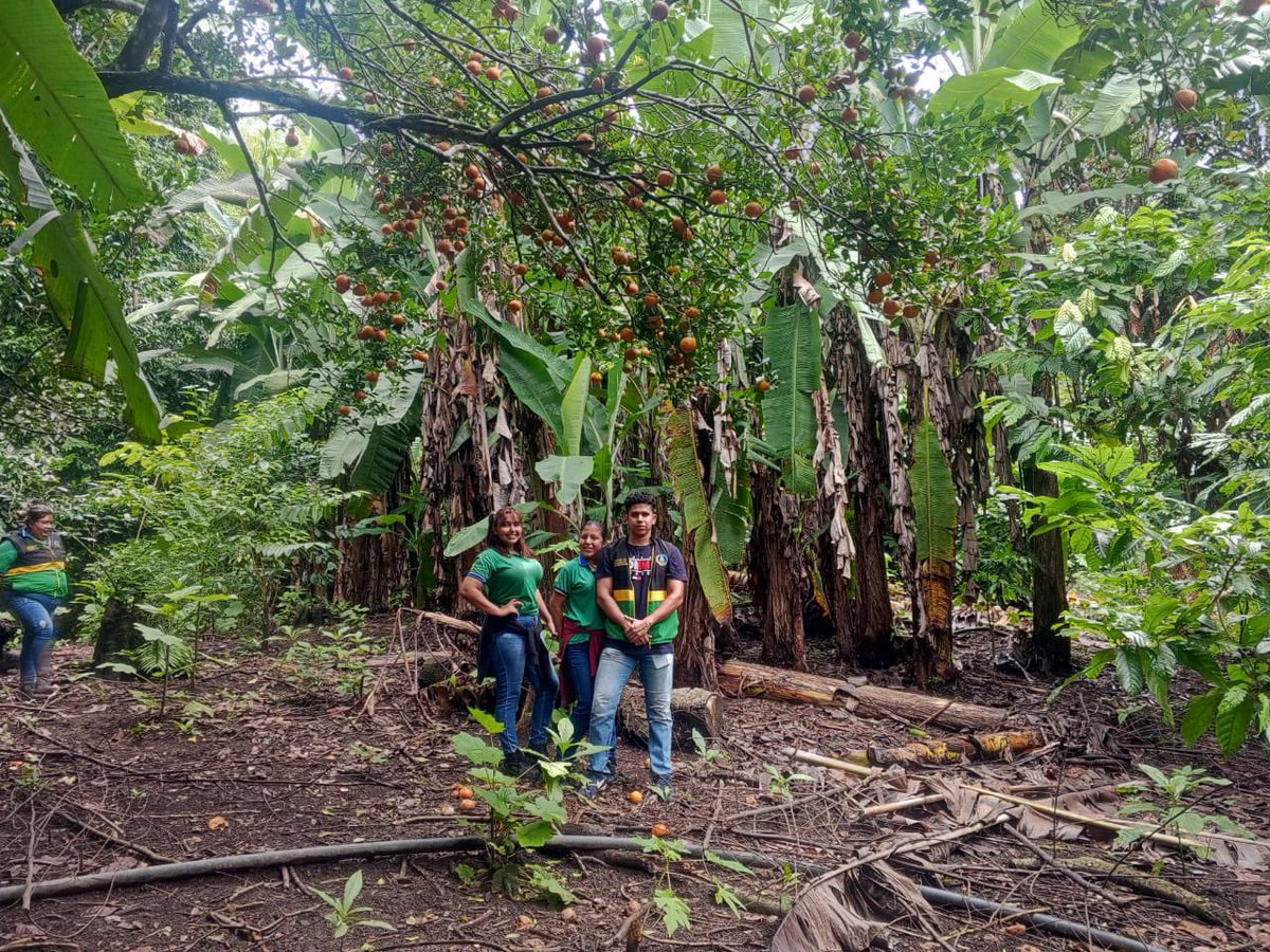 ISTPEM1's tweet photo. Estudiantes y docentes del #Istpem efectuaron la visita técnica a la finca agrícola autosuficiente Giler Pazmiño en el cantón Pichincha, provincia de Manabí. La finalidad de la actividad fue de identificar el manejo técnico de cultivos de ciclos cortos y peremnes.
#CrecemosJuntos https://t.co/iwybAKU59e