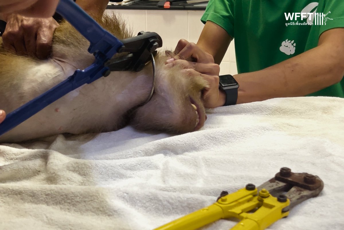 WFFThailand's tweet photo. 🐒 His chain-free life starts now! A few days ago, we shared the video of us removing Mr. Big Foot's chain  from around his neck. He is an abandoned coconut #monkey from Koh Samui. Read the full story and see more photos: https://t.co/ZmsqUfFSAE #Thailand #primates #rescue https://t.co/PUe7tjBH85