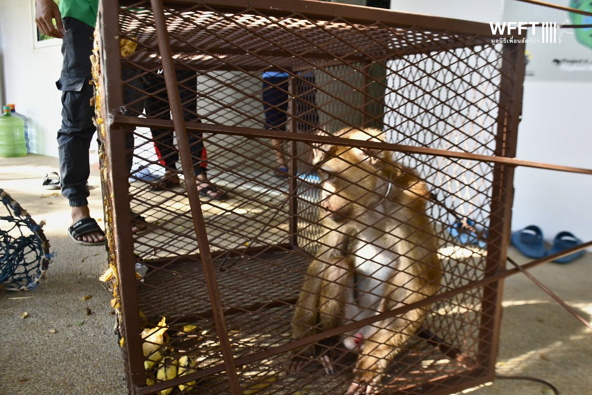 🐒 His chain-free life starts now! A few days ago, we shared the video of us removing Mr. Big Foot's chain  from around his neck. He is an abandoned coconut #monkey from Koh Samui. Read the full story and see more photos: wfft.org/primates/rescu… #Thailand #primates #rescue