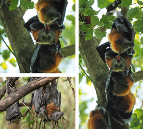 Congratulations to HIE PhD student, @SamanthaYabsley has won a Paddy Pallin Foundation-sponsored grant from @AusBats . Sam’s project is entitled: “Identifying the environmental conditions that exacerbate heat stress in Australia's mainland flying-foxes”.