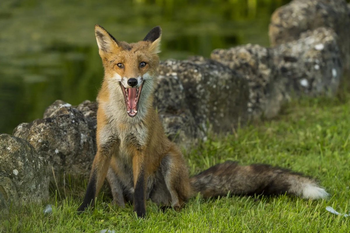 лауреаты конкурса The Nature Photography Contest, - : звери