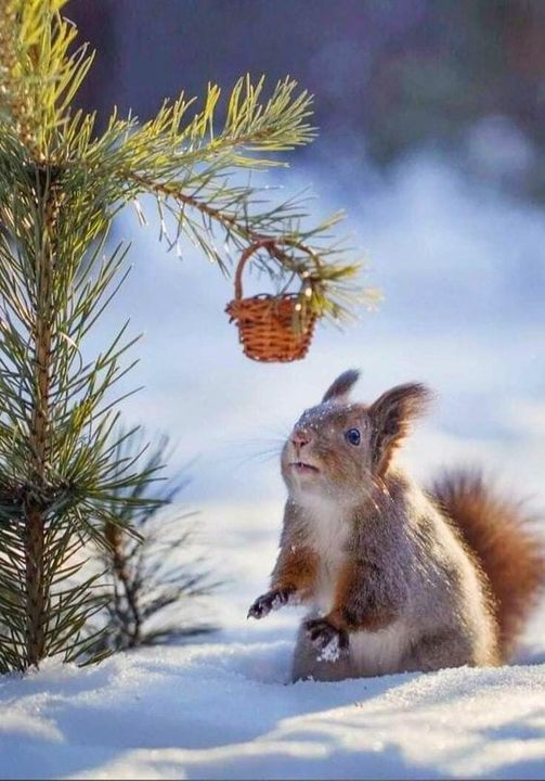 белку с утра