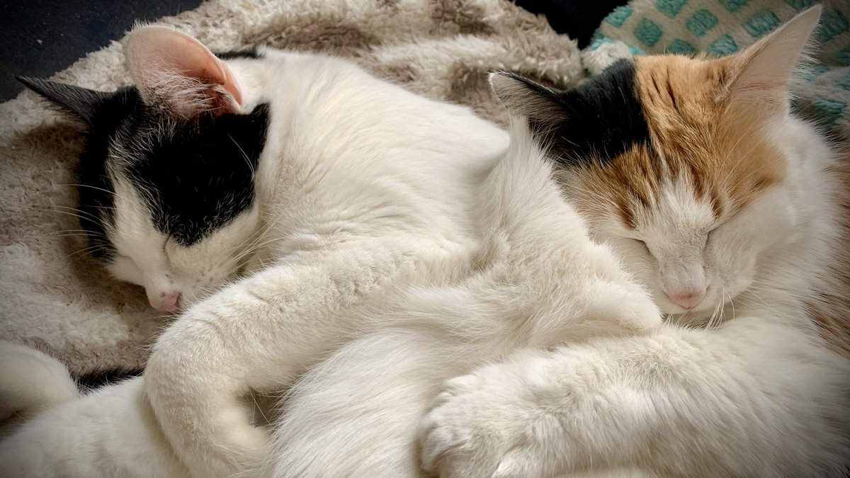 めんこいなキミたち。