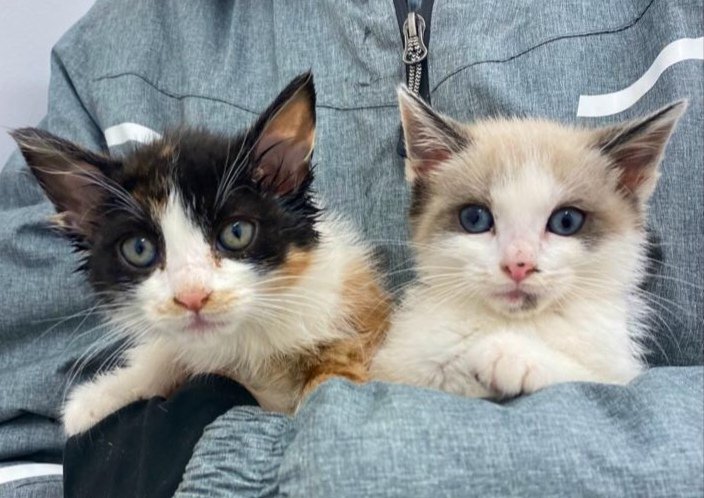 🙏🆘💕😽 #Siusplau #Lilo i #Edo, més bonicots impossible, busquen una familia per a tota la vida 🙏🏡😽💙#Balaguer #Lleida #XarxaLleidaAdopcions #XarxaCatalunyaAdopcions #XarxaBarcelonaAdopcions #AdoptaUnGat #Adopta2MillorQue1 #AdoptarSalvaVides Contacte per DM 
<a href="/Solopar53137293/">Solopar</a>