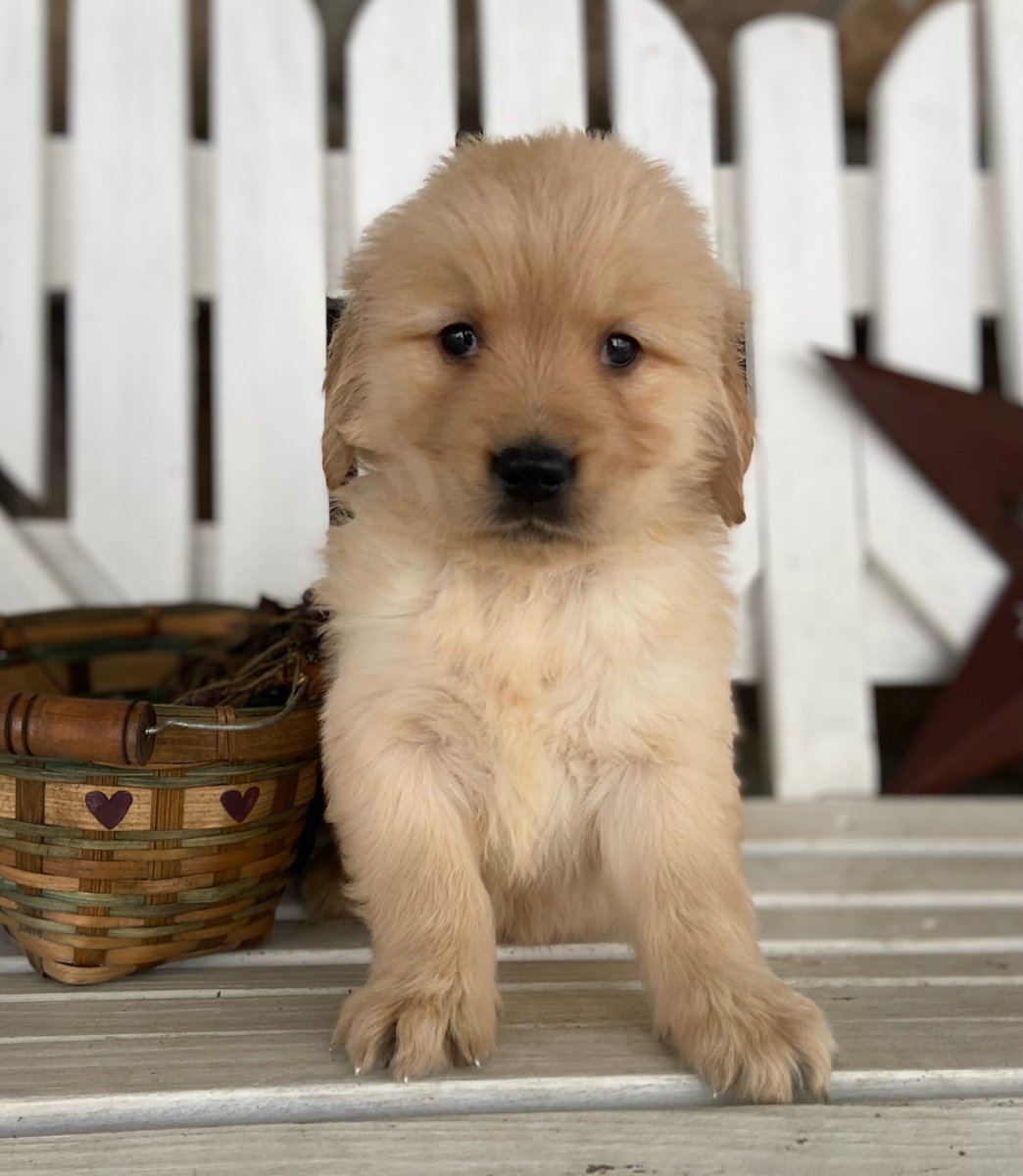 akflyer11's tweet photo. @LibertyJen 90lb wrecking ball. 5 week old nugget. https://t.co/RkY3gOer0e
