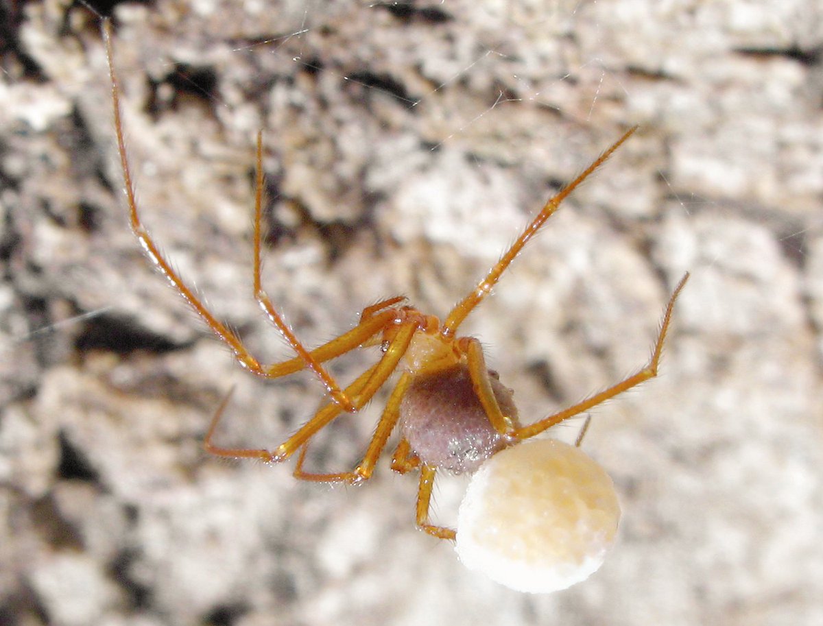 Go_Outside_Now's tweet photo. The Nesticus genus of spiders are largely cave-adapted, and ten new species were discovered in Appalachian caves in 2023.  These are "relict" species, adapted to one specific environment where they stay unchanged for millions of years.  These unique places must be protected. https://t.co/4jRXI7LPzA