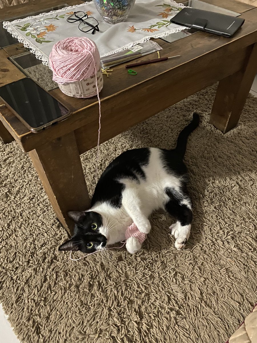 _SCagnone's tweet photo. Kitty https://t.co/DHCjSRE0JZ
