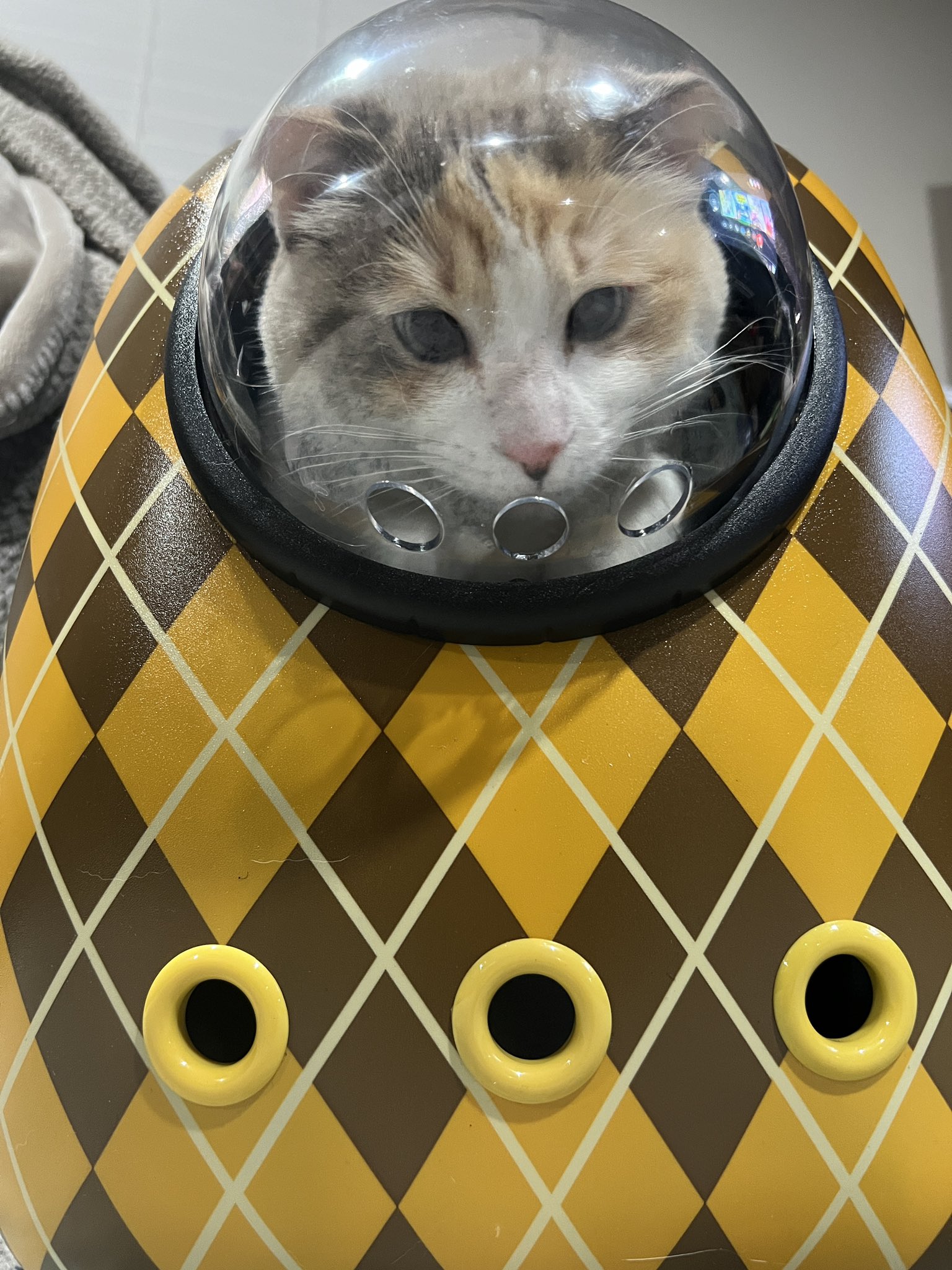 Dome backpack for cats sales