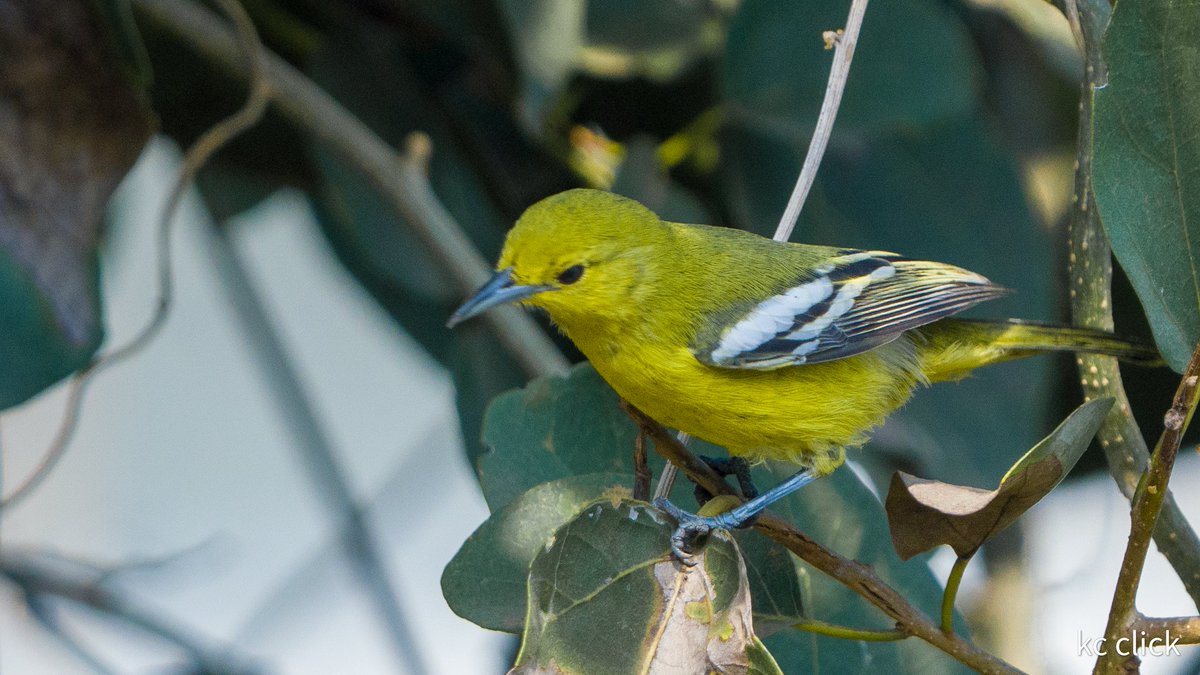 KaushikKc1's tweet image. #commoniora
#શૌબિંગી
#bbcearth 
#nationalgeo 
#BirdsOfTwitter #birdsofgujarat #bharuch 
#Singaporenationalbird