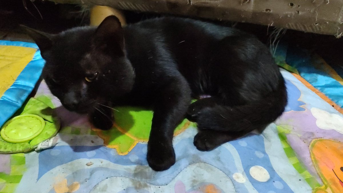 CursoAuxVet's tweet photo. @jblandaeta Que bueno que apareció... casualidad en los Chaguaramos,hay un gatico comunitario negro, que lo bautize Pepe!y se parece mucho al tuyo!!😱 https://t.co/SvxgtMVAQB