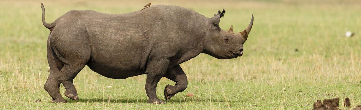 nyangulo2022's tweet photo. BIG FIVE SAFARIS: 

Join us on this unforgettable Tanzania safaris tour to the best destinations of serengeti, ngorongoro crater, tarangire and lake manyara national park which is famous for tree climbing lion's. 

🌐 https://t.co/FgRgopvVNx
📞 +255765477267 https://t.co/KdmPD4DosS