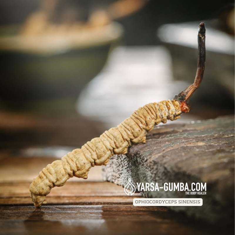 yarsagumba_'s tweet photo. Every step towards natural healing.
#CordycepsMushroom #Yasagumba #CordycepsSinensis #DongChongXiaCao #Viagra https://t.co/AMnOXjLMLS