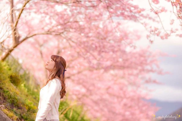 Cherry blossoms bloom at night on a Japanese street
It is known that this year the cherry blossoms in Japan bloom earlier than usual. The activity of viewing flowers is often called Hanami (花見). At this time, everyone rushes to places where flowers bloom to hunt, most of which