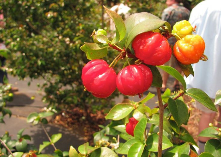 Brazilian cherry, also known as Grumichama, is a fruit tree that is native to Brazil, but can also be successfully grown in other countries as well

The Brazilian cherry tree prefers a warm and humid climate, with temperatures ranging between 20-30°C 

For Fruit seedlings,

Click