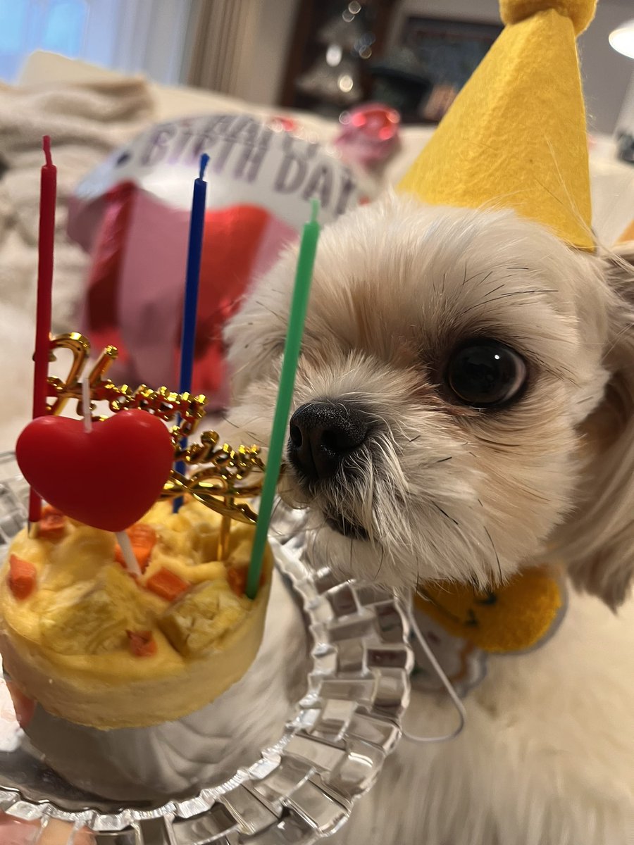 fanfanjunchan's tweet photo. 3才になりました。
#ファンファン
#ミックス犬
#チワワ https://t.co/dToLJgd4Er