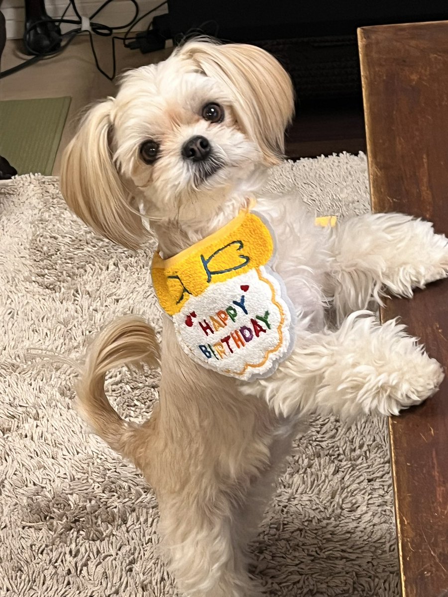 fanfanjunchan's tweet photo. 3才になりました。
#ファンファン
#ミックス犬
#チワワ https://t.co/dToLJgd4Er