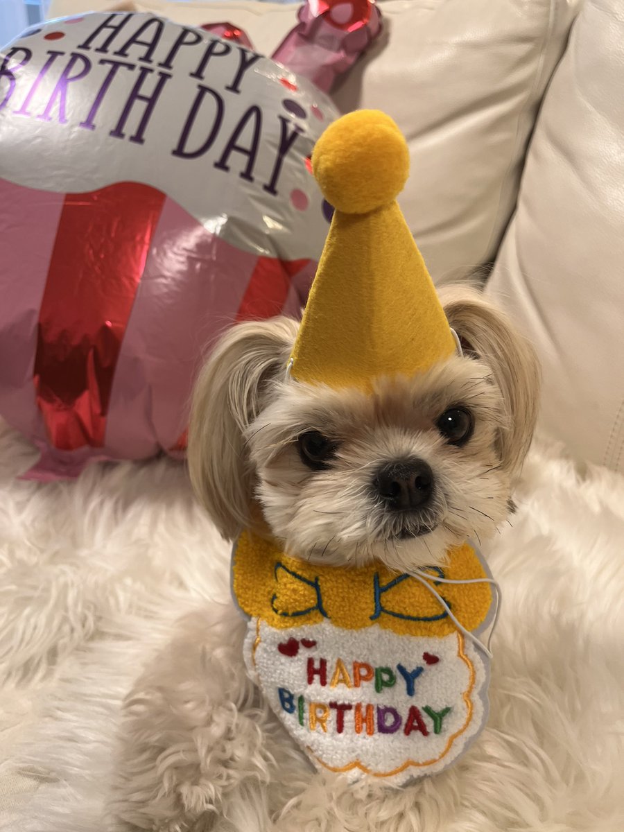 fanfanjunchan's tweet photo. 3才になりました。
#ファンファン
#ミックス犬
#チワワ https://t.co/dToLJgd4Er