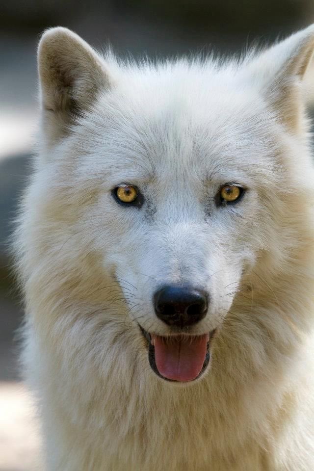 Wolves_Lover1's tweet image. 