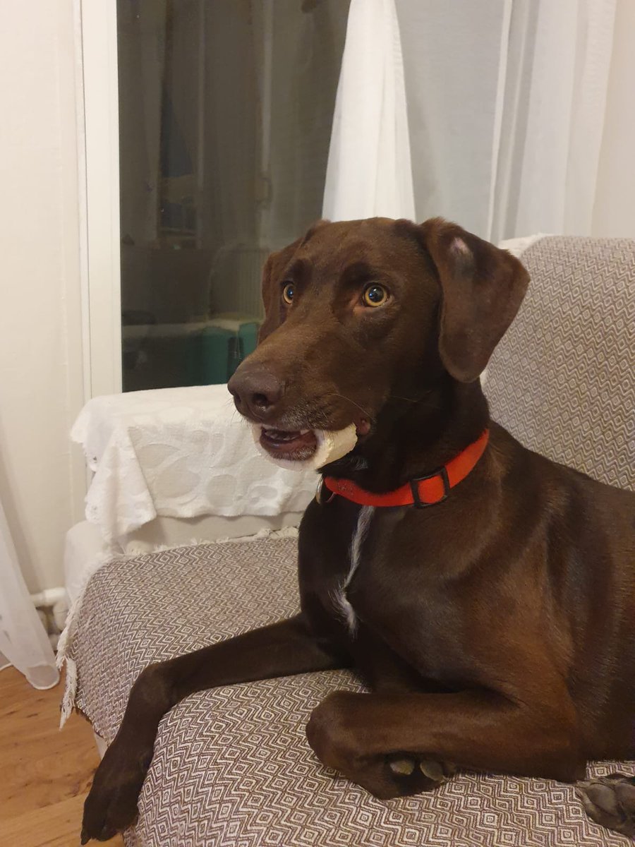 Oynadığı kemiği bu şekilde sıkıştırarak durduk yere 4bin TL masraf çıkaran bir köpeğim var