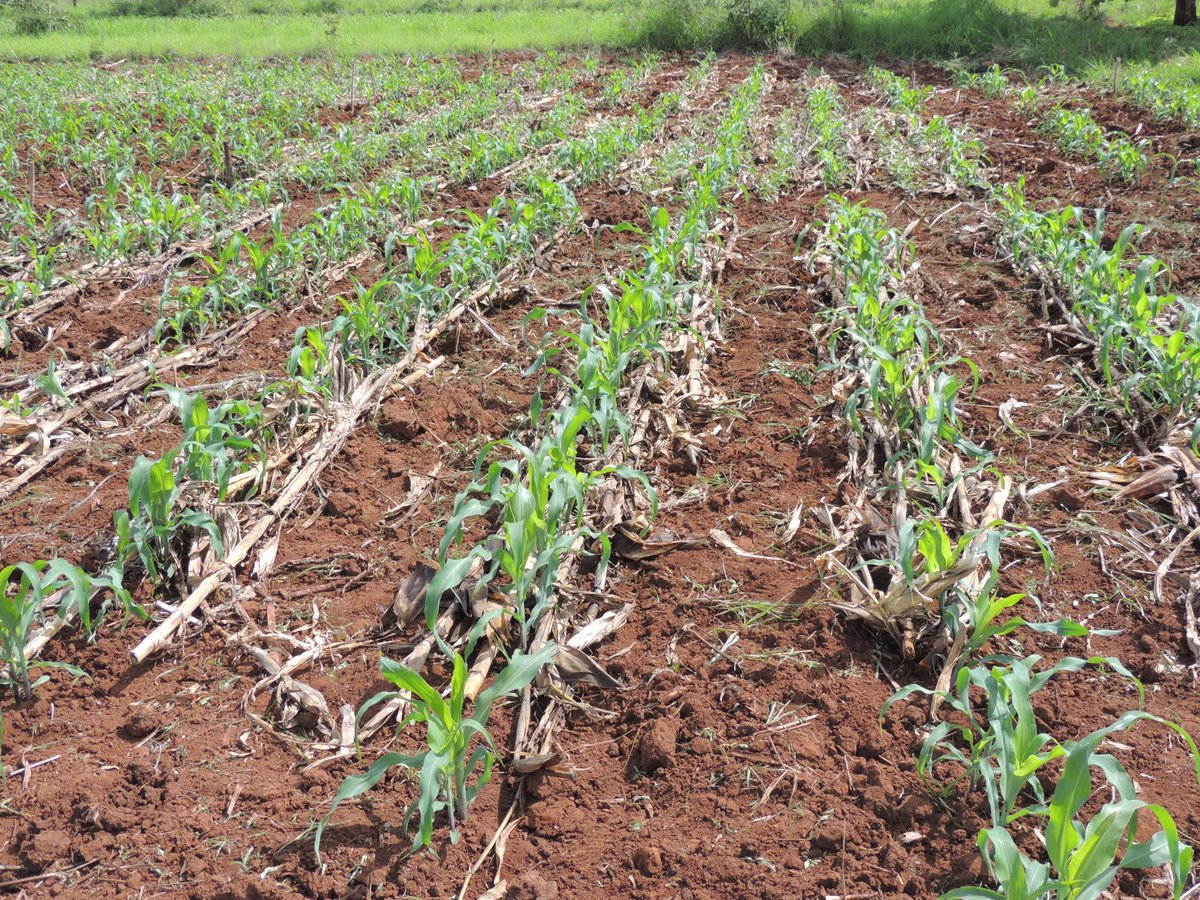 RAIZ_project's tweet photo. #AGROECOLOGY #SustainableIntensification The @RAIZ_project is undertaking research on integrated weed management in sandy & red clay soils using #intercropping with cowpeas #bended mulch #whole mulch to reduce weed pressure and improve crop yields along a climate gradient. https://t.co/dPLQhHKIn9