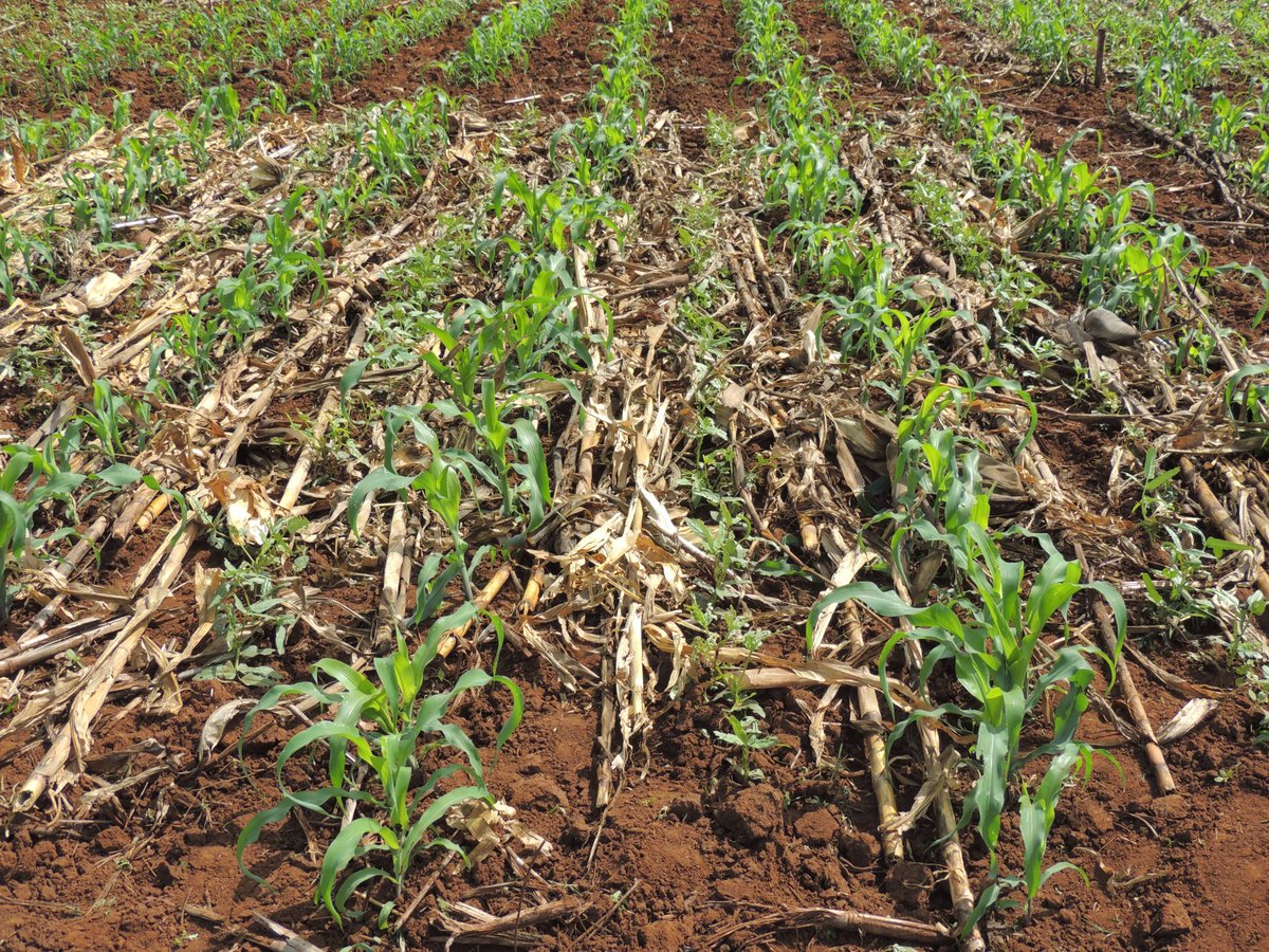 RAIZ_project's tweet photo. #AGROECOLOGY #SustainableIntensification The @RAIZ_project is undertaking research on integrated weed management in sandy & red clay soils using #intercropping with cowpeas #bended mulch #whole mulch to reduce weed pressure and improve crop yields along a climate gradient. https://t.co/dPLQhHKIn9
