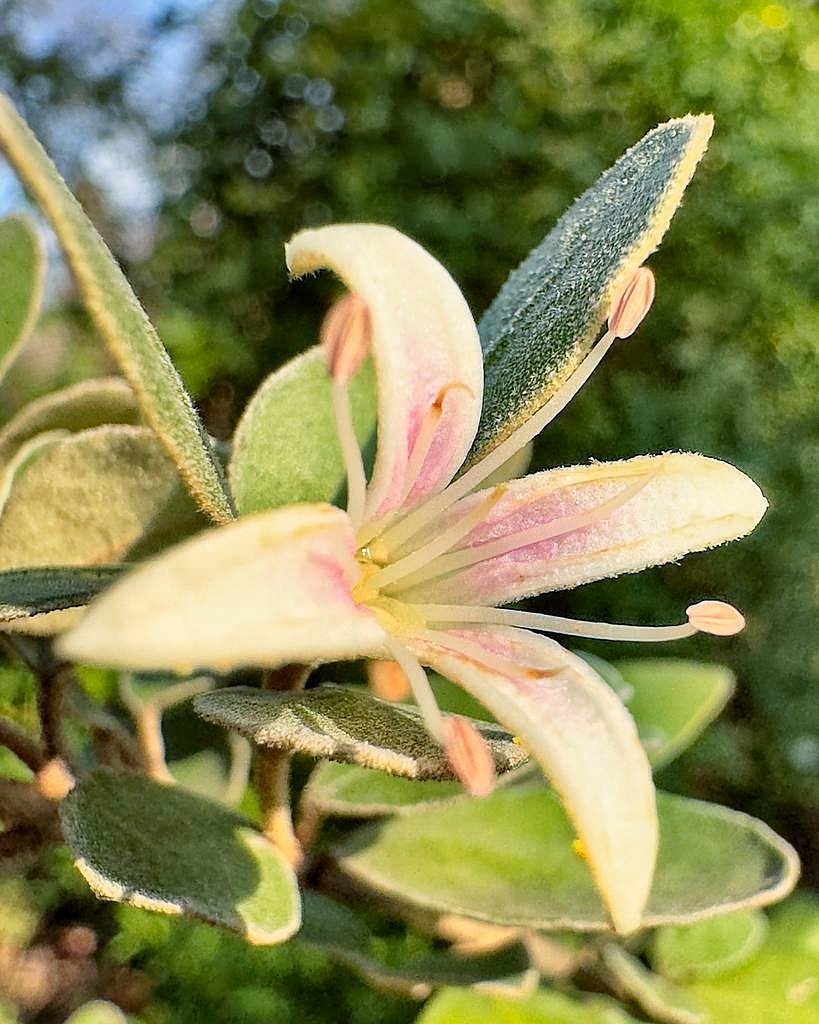 Desde finales de otoño, disfrutamos de las estrelladas flores de 𝘊𝘰𝘳𝘳𝘦𝘢 𝘣𝘭𝘢𝘯𝘤𝘢 (Rutaceae) Un pequeño arbusto endémico de la costa del S de Australia donde había suelos pobres e incluso salinos. Sus hojas son aromáticas. 📷: @adellanotte