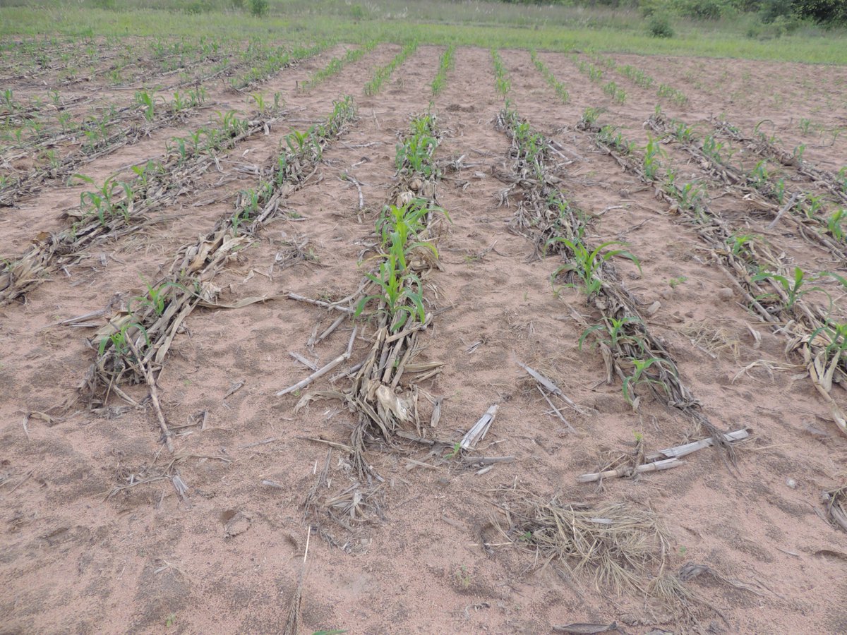 RAIZ_project's tweet photo. #AGROECOLOGY #SustainableIntensification The @RAIZ_project is undertaking research on integrated weed management in sandy & red clay soils using #intercropping with cowpeas #bended mulch #whole mulch to reduce weed pressure and improve crop yields along a climate gradient. https://t.co/dPLQhHKIn9