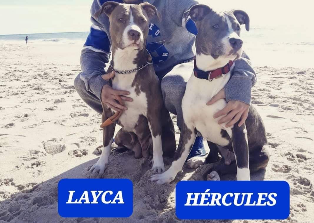 VidasSos's tweet photo. 🆘🆘 MUY #URGENTE 🆘🆘
#LAYCA y #HÉRCULES, son mamá e hijo (7 y 6 años respectivamente )

Están a días de ir a la #perrera😭😭 . Semanas publicando y nadie se ofrece😭. 
Laika está castrada. Aptos con niños y 🐶. Están en #Sevilla pero pueden 🚕. 

#BenidormFest #SanJuanBosco https://t.co/V1Fq51Numw