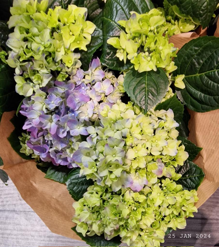 IDadzkov's tweet photo. Bigleaf hydrangea. Hortensia. Гортензия крупнолистная.
#nature #flowers #BigleafHydrangea #hortensia #FlowersPhoto https://t.co/0DevDPp5Ti