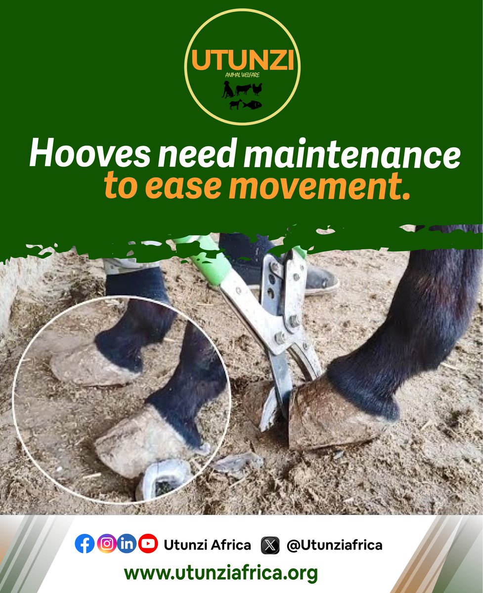 utunziafrica's tweet photo. Did you know that donkey hooves need maintenance from skilled professionals to reduce hooves conditions and to ease their movements?
For more information:
Visit our website : https://t.co/2xIuuOhuev
#donkeywelfare #stopdonkeyslaughter
#tumheshimupunda https://t.co/9mtl40FJsN