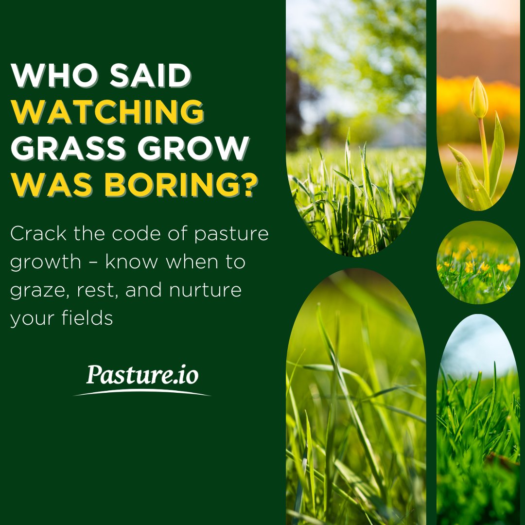 Dive into the exciting world of farming mastery! Decode the secrets of pasture growth to perfect the art of grazing, resting, and nurturing your fields – making every moment in your farm a thrilling adventure with bit.ly/48Ywrpz

#pasture  #growgrass #pasturegrass