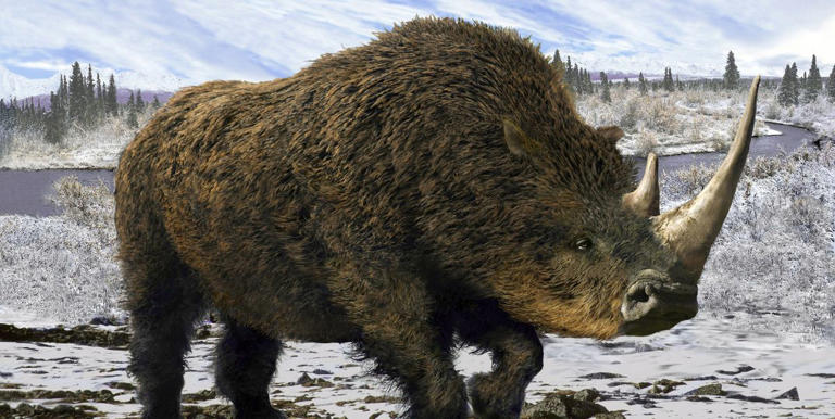 rocksolidfossil's tweet photo. Scientists reconstructed the mitochondrial genome of a European Woolly Rhinoceros for the first time. CREDIT: Getty Images (aleks1949) #WoollyRhino #ExtinctRhino https://t.co/4mX1fVHAZ7