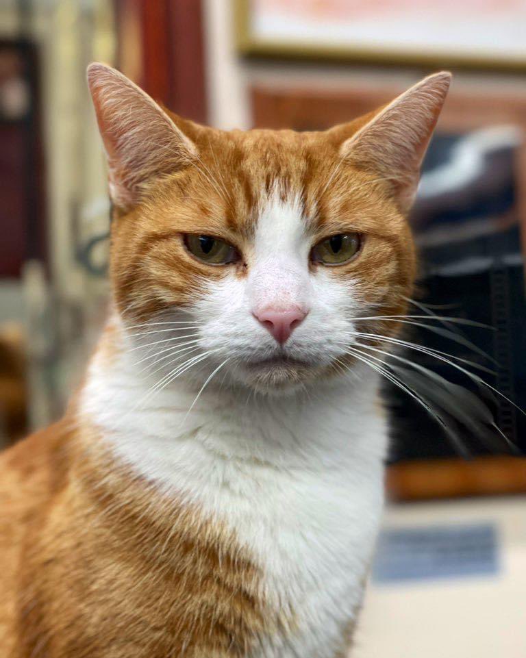 Good morning &amp; welcome to Whiskers Wednesday 

Be kind to yourself if you're having a rough day

Everyone has great days and not-so-great days. 

The important thing is that you show up for yourself, regardless of how you're feeling.

#CatsOfTwitter #CatsOnTwitter